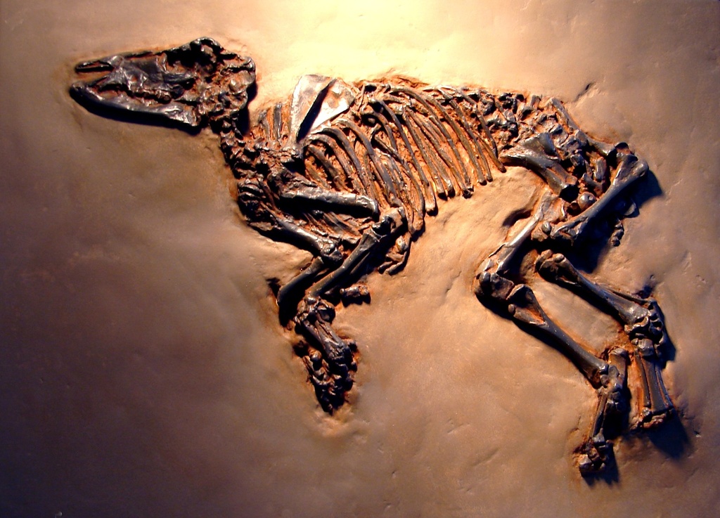 Acrystal Prima (Kit) 